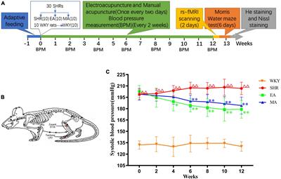 Electroacupuncture and manual acupuncture at LR3 and ST36 have attenuating effects on hypertension and subsequent cognitive dysfunction in spontaneously hypertensive rats: A preliminary resting-state functional magnetic resonance imaging study